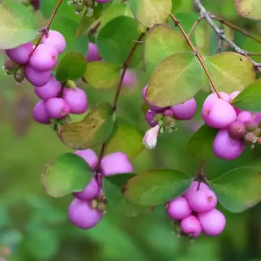 3 bunddækkeplanter til skrænter og skråninger